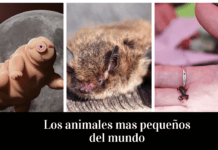 ¿Cuál es el Animal Más Pequeño del Mundo?